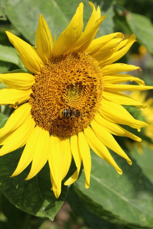 Bee on sunflower